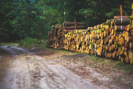 The road through the forest