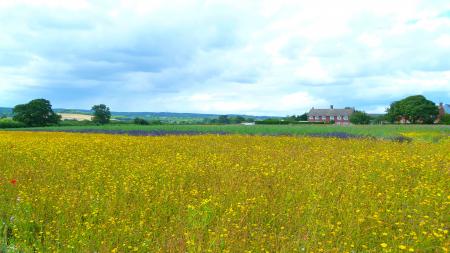 The Yellow Meadow