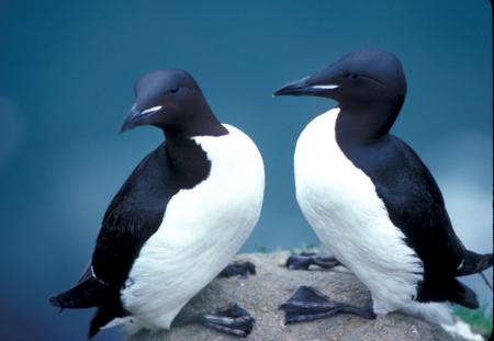 Thick Billed Murres