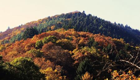 Thick Forest