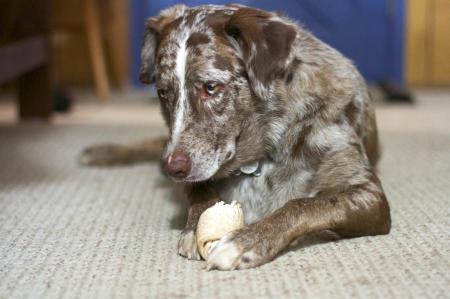 This is My Familiar Bone...