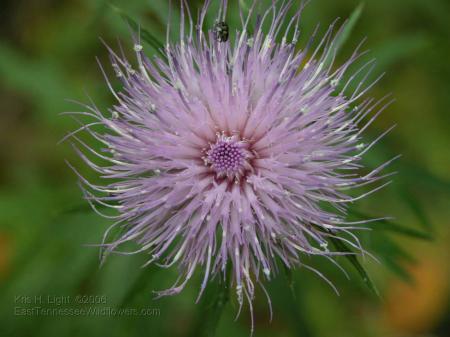 Thistle plant close-up