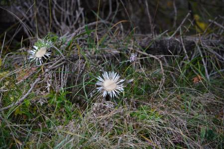 Thistles