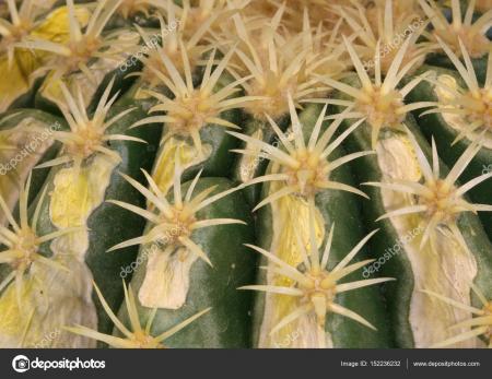 Thorny Cactus