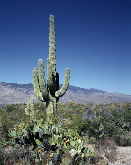 Thorny Cactus