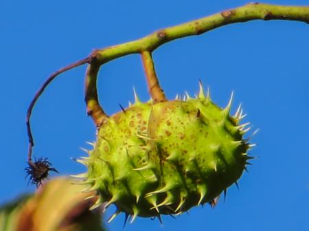 Thorny Chestnut