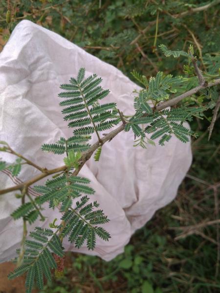 Thorny Plant