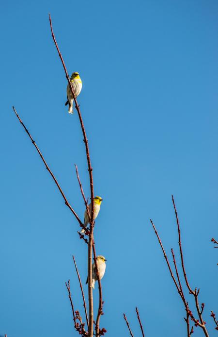 Three birds sit on branches with red berries
