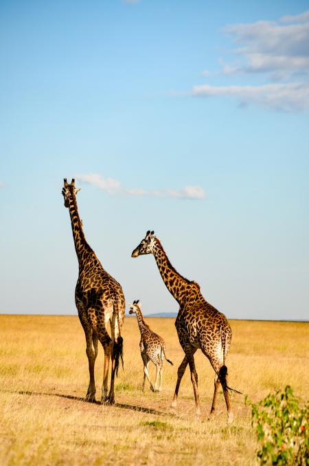 Three Brown-and-black Giraffes Walking