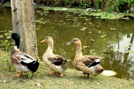 Three Ducks