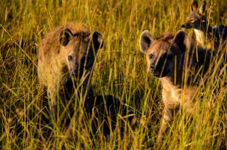 Three Hyena Animals On Grass Field
