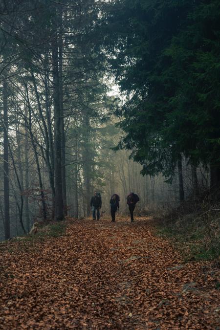 Three Person Walks on Dried Leaf Covered Pathway Surrounded by Trees