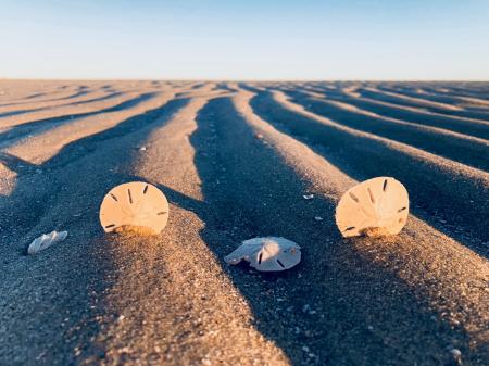 Three Sand Dollars on Sand