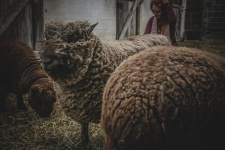 Three Sheep in Barn