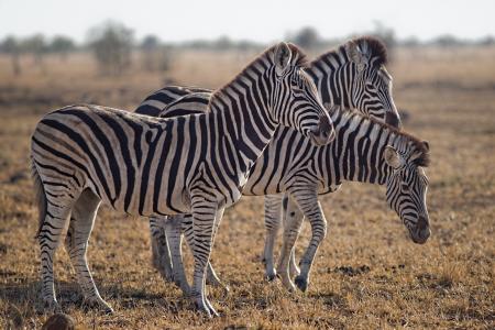 Three Zebras Standing on Green Grass Field