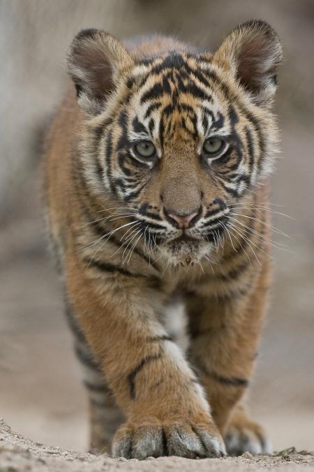 Tiger Cub