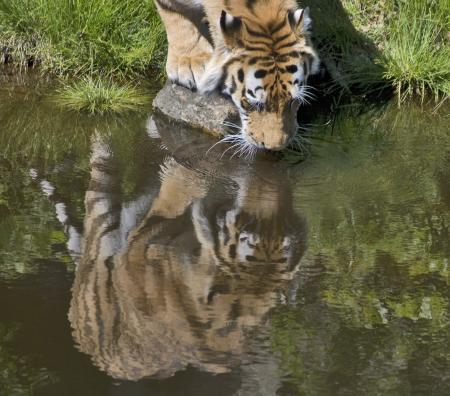 Tiger Drinking Water