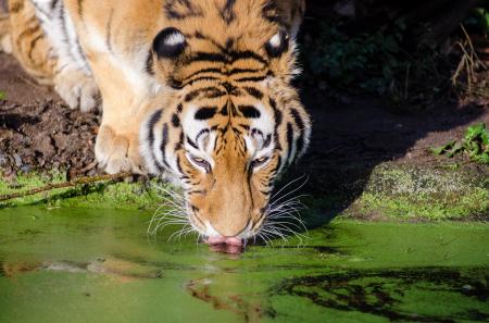 Tiger Drinking Water