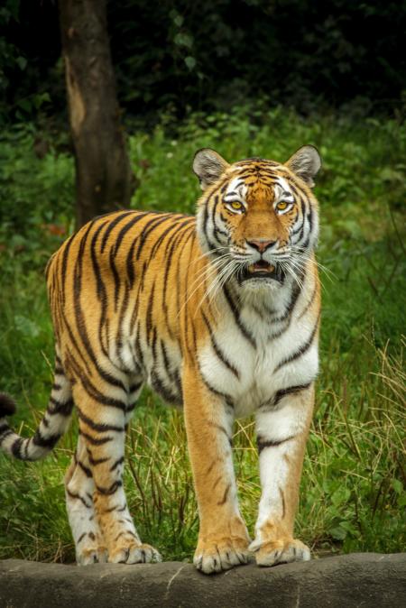 Tiger in Green Grass Near the Tree during Daytime