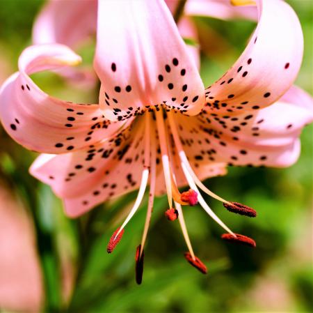 Tiger Lilies