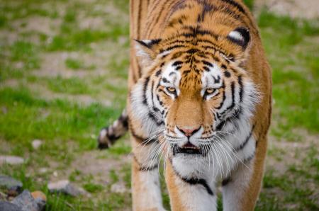 Tiger on Green Grass during Daytime