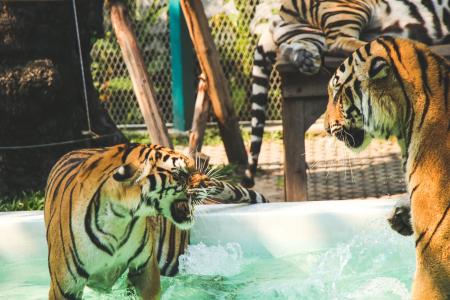 Tiger Standing in Above Ground Pool