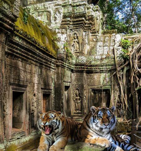 Tigers in the Temple