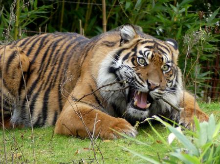 Tijger-2 in Arnhem burgers Zoo