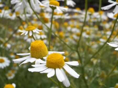 Tilt Lens Photography of Daisy Flower