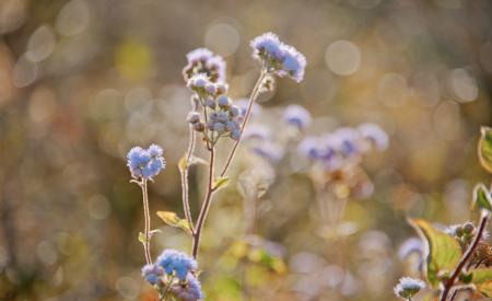 Tilt Lens Photography of Purple Flower