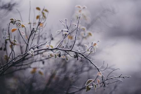 Tilt Shift Focus Photography of White Petaled Flower