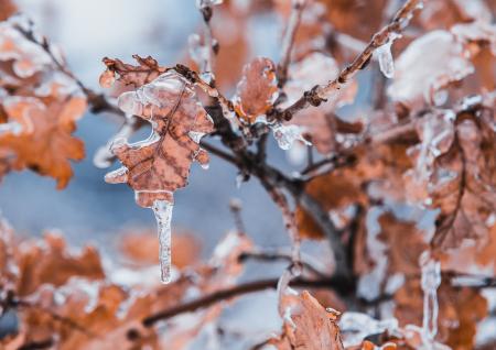 Tilt Shift Lens of Brown Leaves