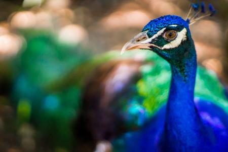 Tilt Shift Lens Photography of Blue Peacock