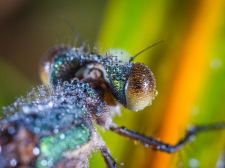 Tilt Shift Lens Photography of Brown and Black Insect