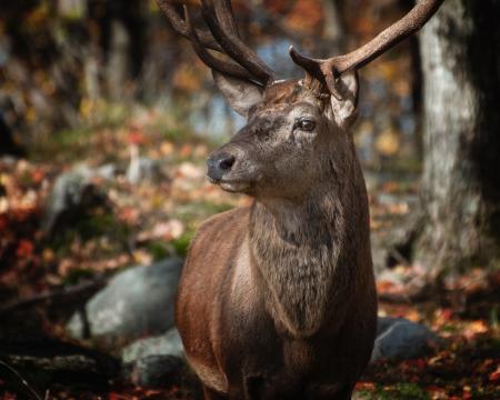 Tilt Shift Lens Photography of Deer