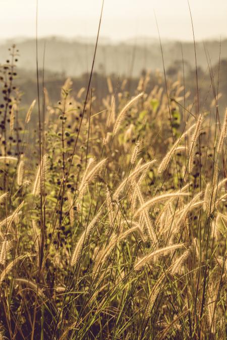 Tilt Shift Photo of Grass Fields