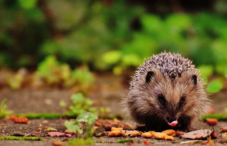 Tilt Shift Photography of Brown and Gray Hedgehog