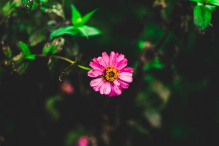 Tilt Shift Photography of Pink Zinnia Flower