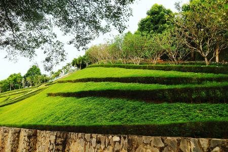 Timelapse Photo of Layered Green Grass Field