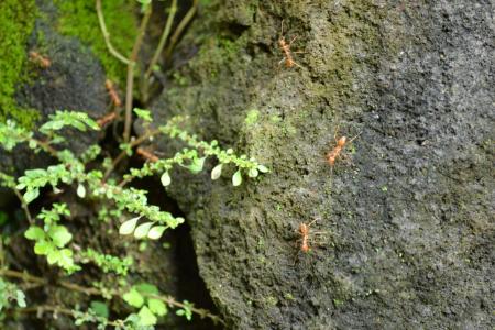 Tiny ants walking on a rock
