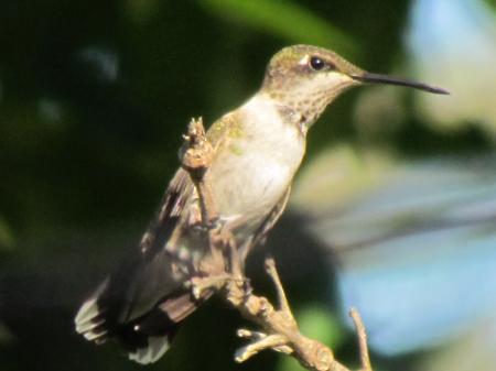 Tiny bird at rest