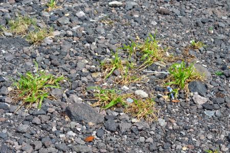 Tiny grass grow between gravel