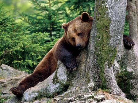 Tired Bear