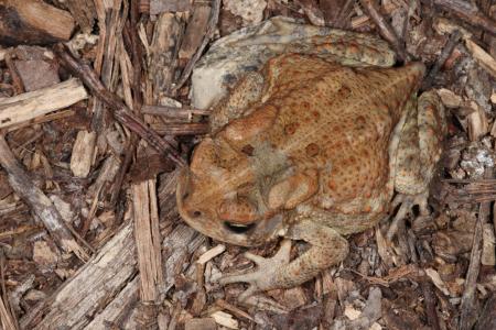 Toad