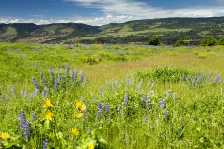 Tom McCall Nature Preserve, Oregon