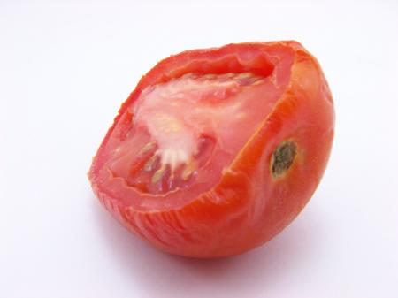Tomato