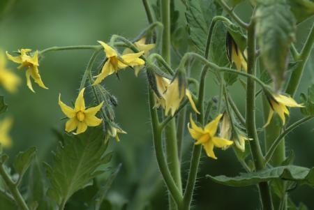 Tomato Blossoms