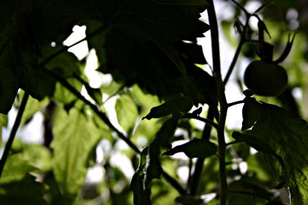 Tomato Plant Silhouette