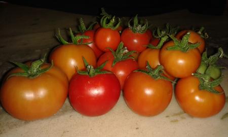 Tomatoes