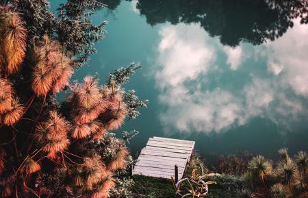 Top View of Trees Beside the Lake